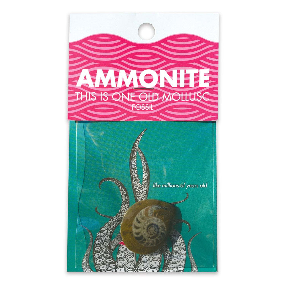 AMMONITE -  preserved fossil of an extinct cephalopod (ONLINE ORDER ONLY)