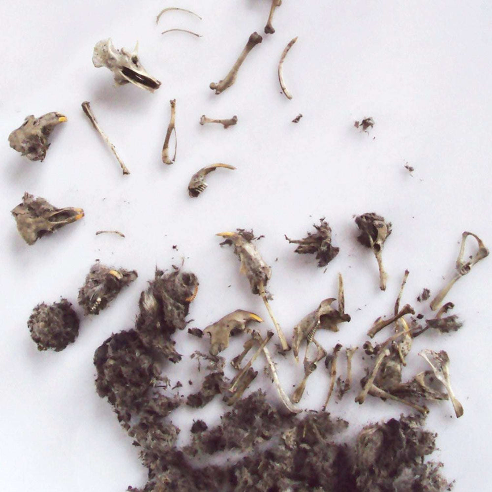 Owl Pellet (ONLINE ORDER ONLY)
