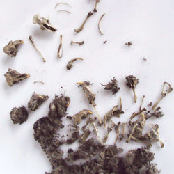Owl Pellet (ONLINE ORDER ONLY)