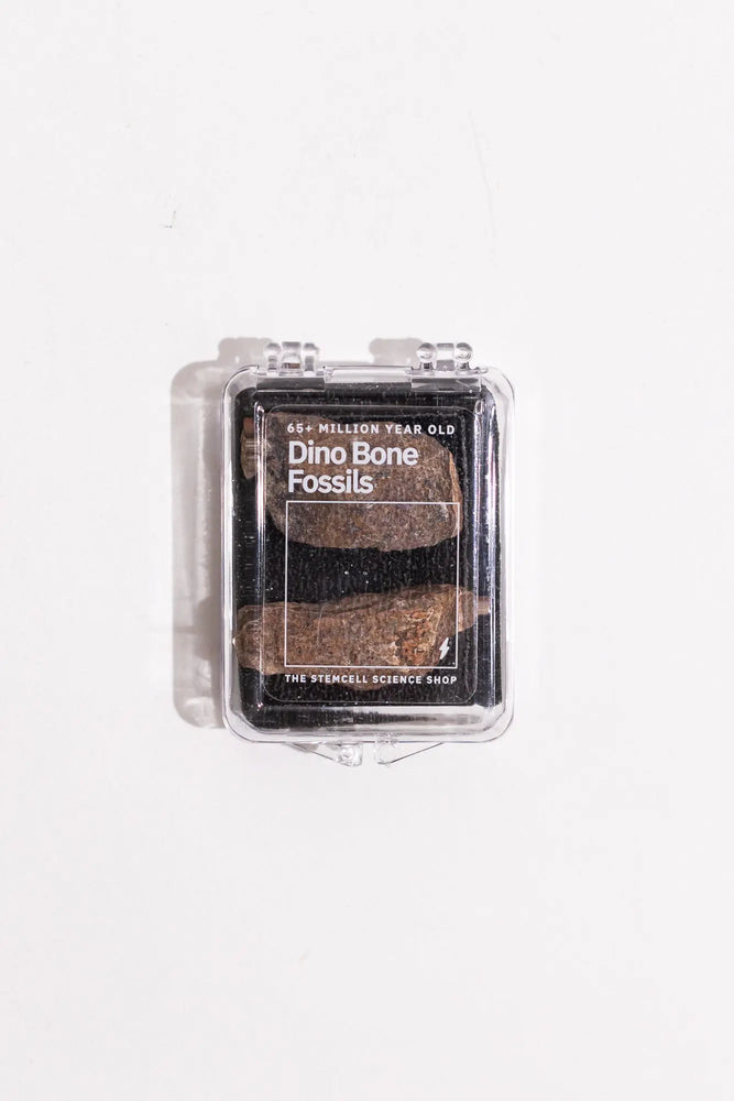 Dinosaur Bone Fossil Fragments (Online Order Only)