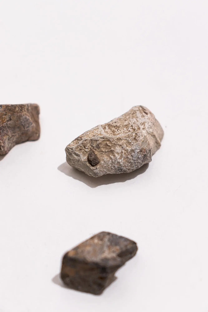 Dinosaur Bone Fossil Fragments (Online Order Only)