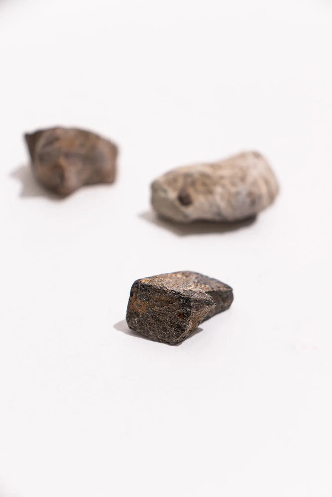 Dinosaur Bone Fossil Fragments (Online Order Only)
