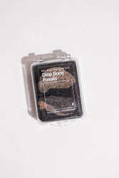 Dinosaur Bone Fossil Fragments (Online Order Only)