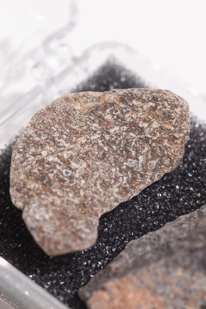Dinosaur Bone Fossil Fragments (Online Order Only)