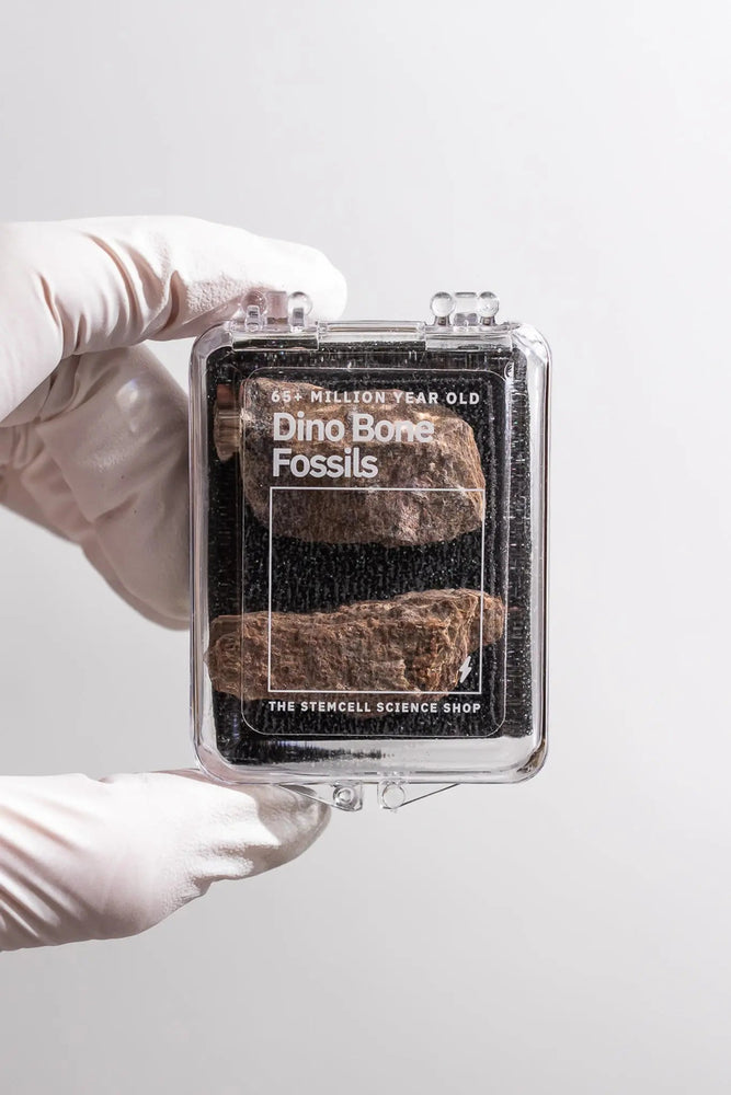 Dinosaur Bone Fossil Fragments (Online Order Only)