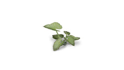 Gamers Grass | Laser Plants | Elephant Ear (ONLINE ORDER ONLY)