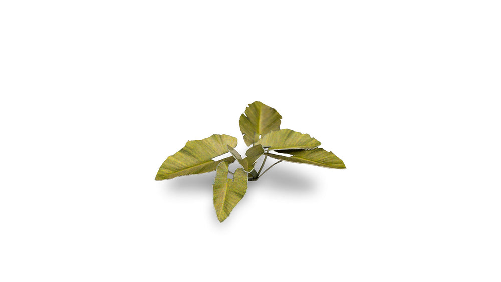 Gamers Grass | Laser Plants | Elephant Ear (ONLINE ORDER ONLY)