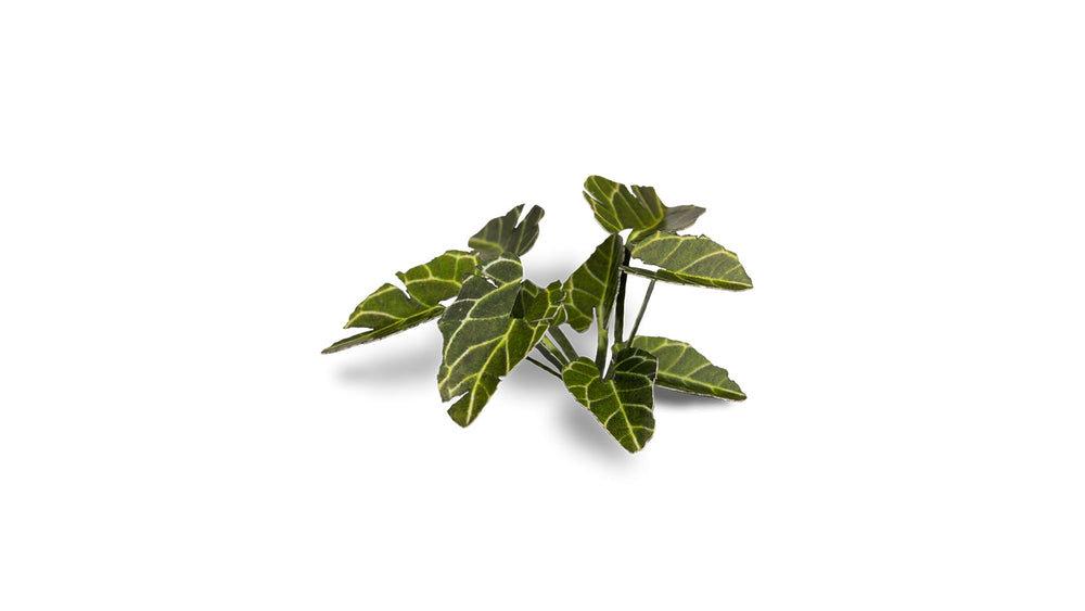 Gamers Grass | Laser Plants | Elephant Ear (ONLINE ORDER ONLY)