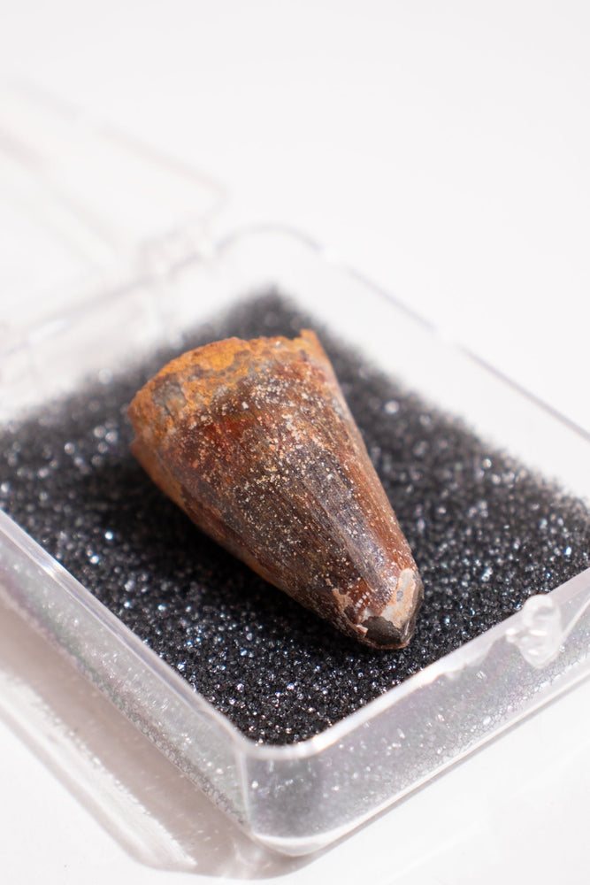 Elosuchus Tooth Fossil (ONLINE ORDER ONLY)