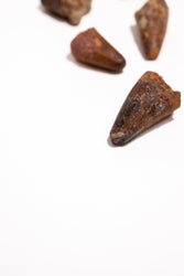 Elosuchus Tooth Fossil (ONLINE ORDER ONLY)
