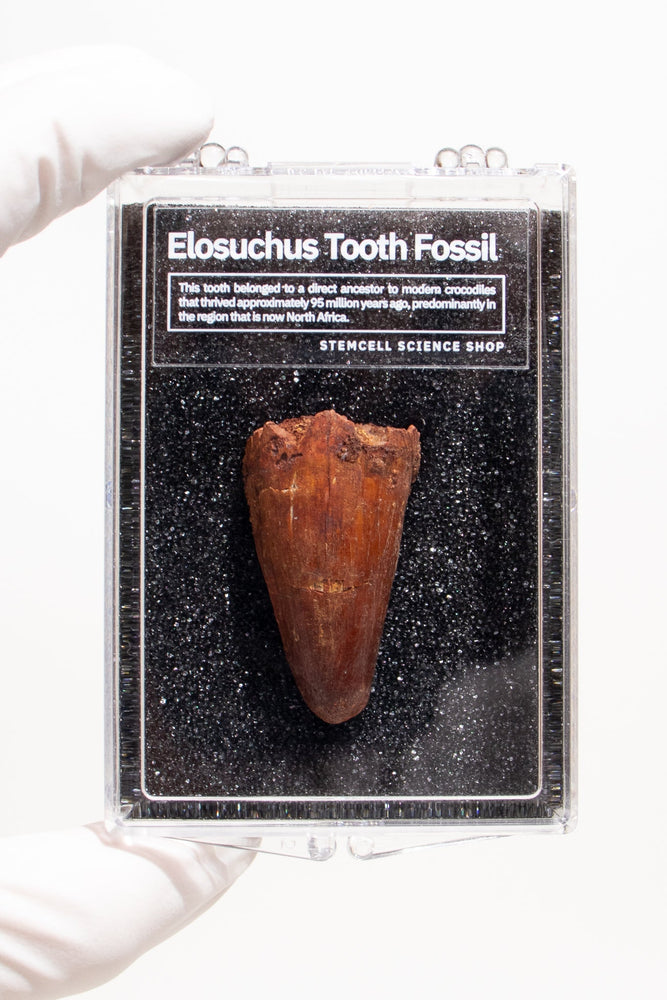 Elosuchus Tooth Fossil (ONLINE ORDER ONLY)