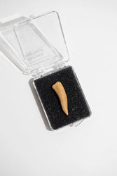 Enchodus Fang (ONLINE ORDER ONLY)