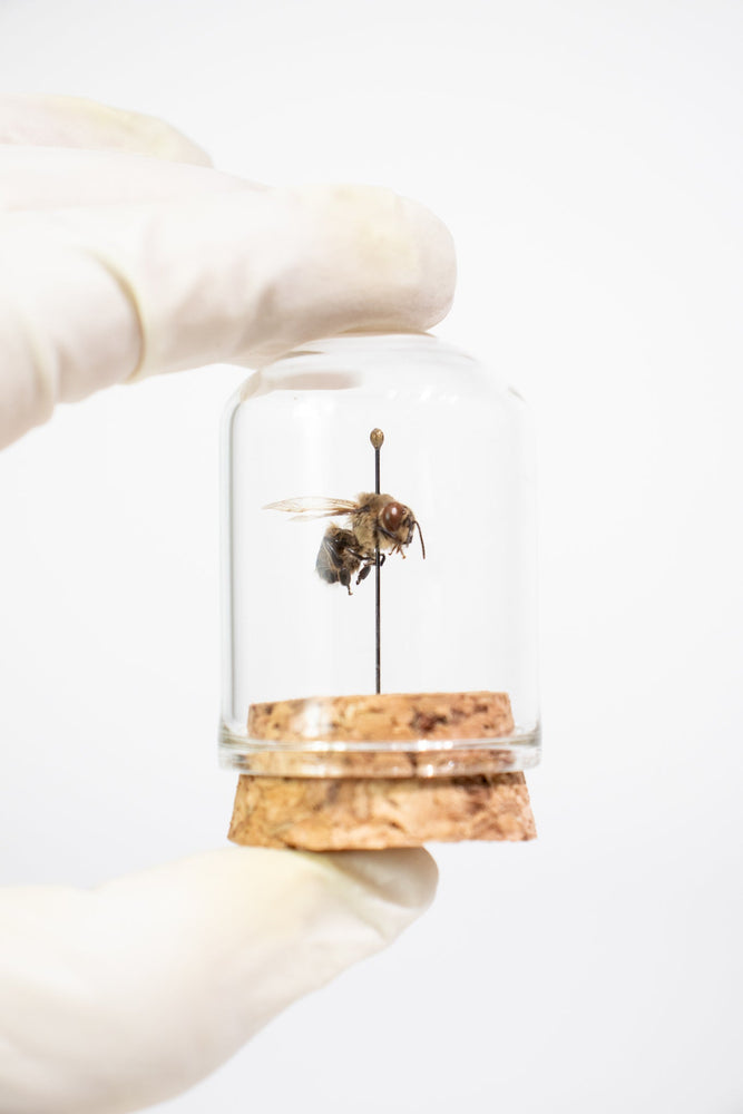 European Honey Bee Display (ONLINE ORDER ONLY)