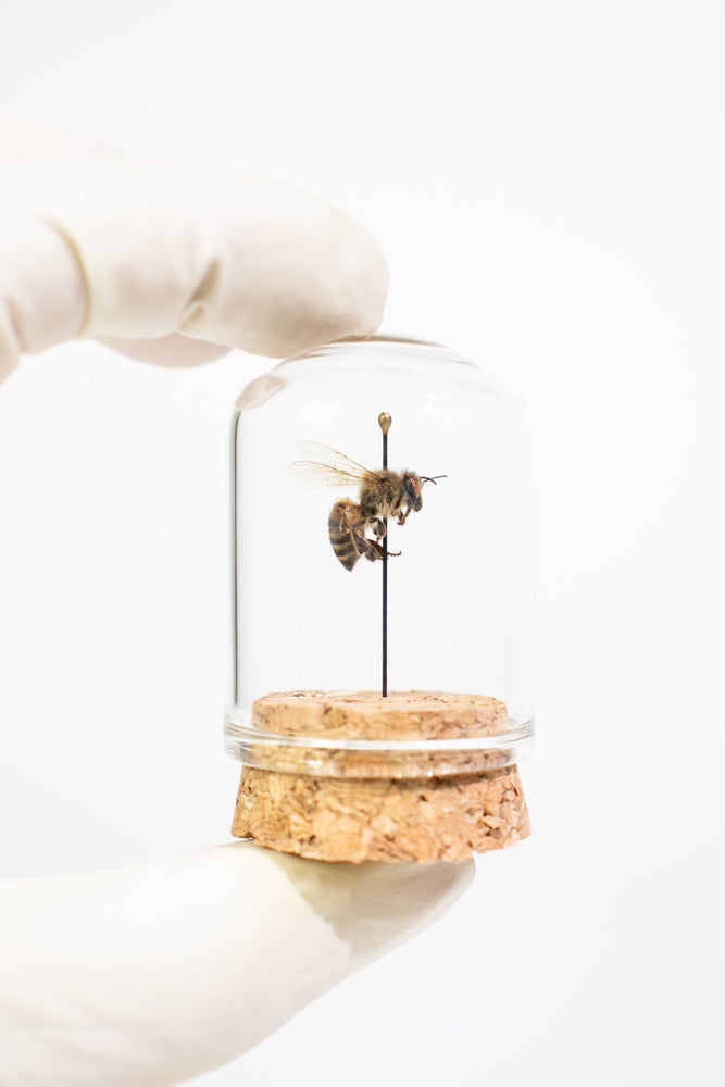 European Honey Bee Display (ONLINE ORDER ONLY)