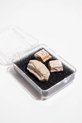 Fossilized Stingray Teeth (ONLINE ORDER ONLY)