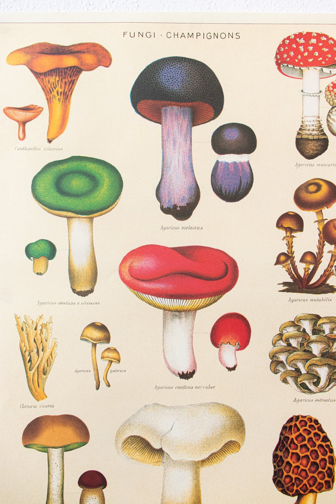 Fungi Chart (ONLINE ORDER ONLY)