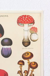 Fungi Chart (ONLINE ORDER ONLY)