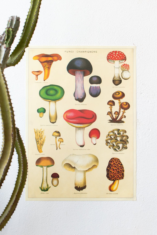 Fungi Chart (ONLINE ORDER ONLY)