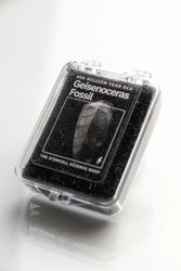 Geisenoceras Fossil (ONLINE ORDER ONLY)