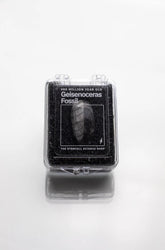 Geisenoceras Fossil (ONLINE ORDER ONLY)