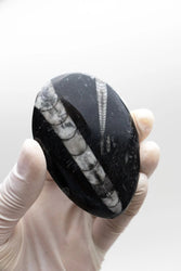 Geisenoceras Fossil (ONLINE ORDER ONLY)