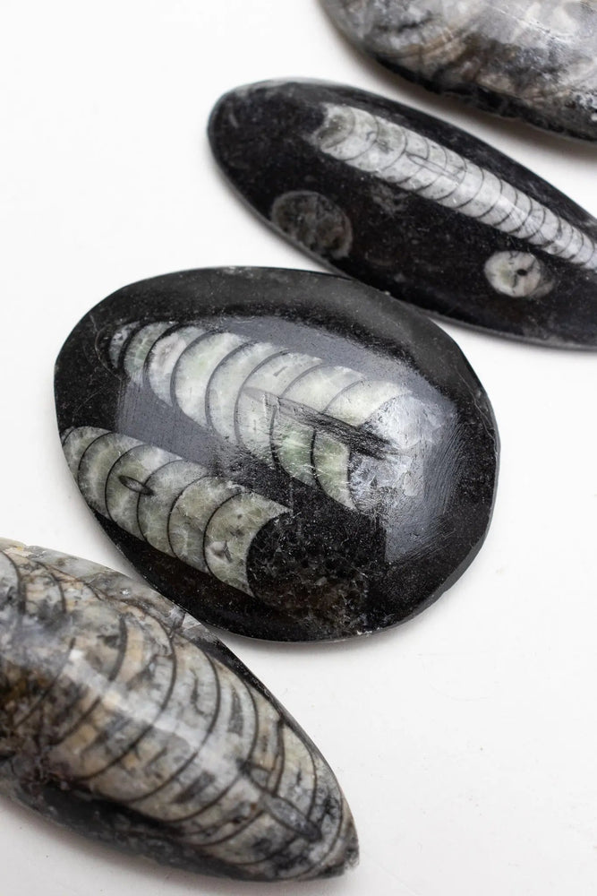 Geisenoceras Fossil (ONLINE ORDER ONLY)
