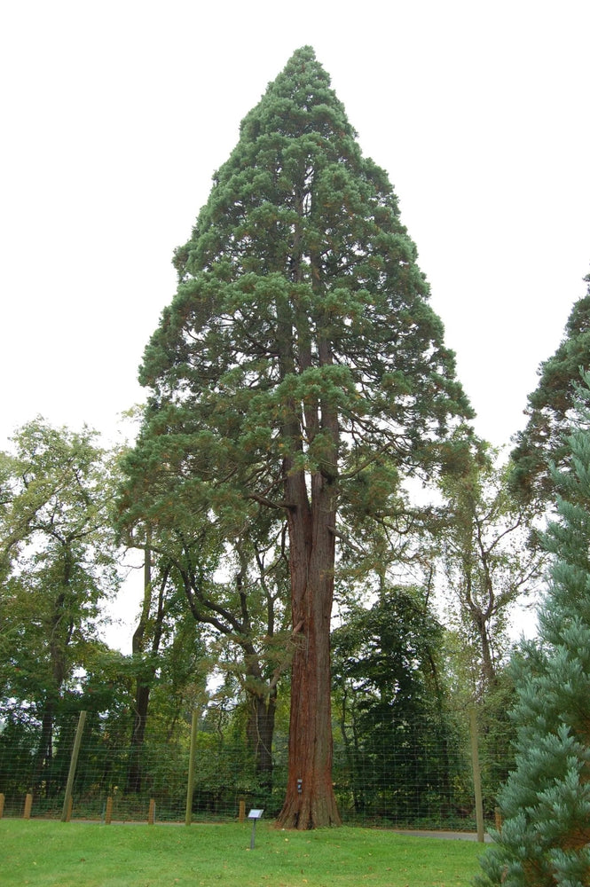 Giant Sequoia Seeds
