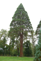 Giant Sequoia Seeds