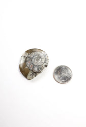 Goniatite Fossil (ONLINE ORDER ONLY)