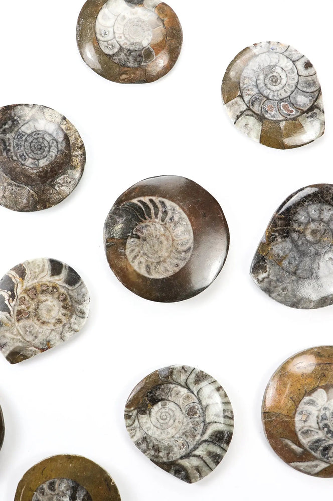 Goniatite Fossil (ONLINE ORDER ONLY)