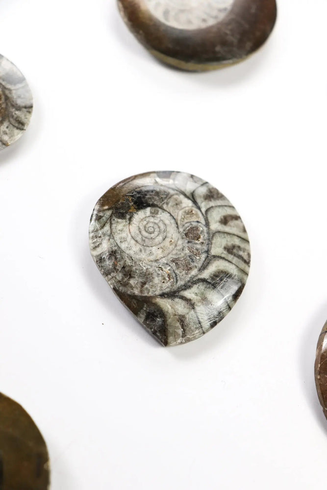 Goniatite Fossil (ONLINE ORDER ONLY)