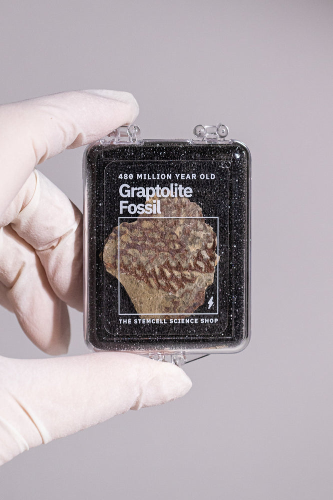 Graptolite (ONLINE ORDER ONLY)