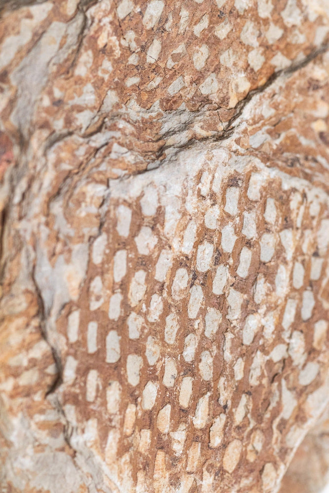 Graptolite (ONLINE ORDER ONLY)