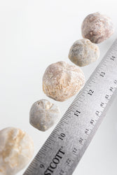 Heart Urchin Fossil (ONLINE ORDER ONLY)