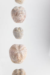 Heart Urchin Fossil (ONLINE ORDER ONLY)