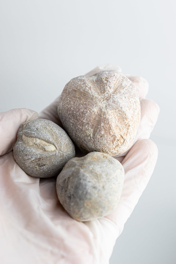 Heart Urchin Fossil (ONLINE ORDER ONLY)