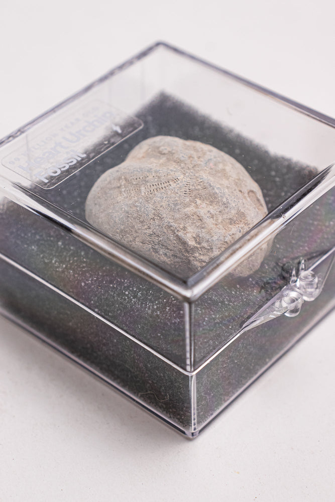 Heart Urchin Fossil (ONLINE ORDER ONLY)