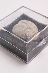 Heart Urchin Fossil (ONLINE ORDER ONLY)