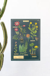 Herbarium Scientific Chart (ONLINE ORDER ONLY)