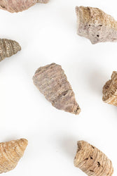 Horn Coral Fossil (ONLINE ORDER ONLY)