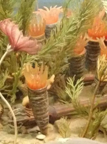 Horn Coral Fossil (ONLINE ORDER ONLY)
