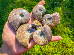 Fire Ammonite Shell Fossil, Fire Ammonite, Fossil Decor, Natural Art,Decorative Fossils, Ammonite Fossil (ONLINE ORDER ONLY)