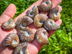 Fire Ammonite Shell Fossil, Fire Ammonite, Fossil Decor, Natural Art,Decorative Fossils, Ammonite Fossil (ONLINE ORDER ONLY)