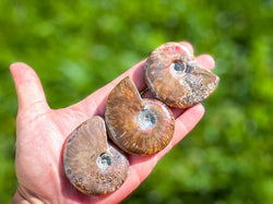 Fire Ammonite Shell Fossil, Fire Ammonite, Fossil Decor, Natural Art,Decorative Fossils, Ammonite Fossil (ONLINE ORDER ONLY)