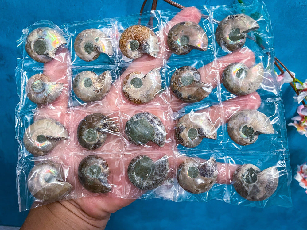 BULK Rainbow Ammonite Fossil Pairs (ONLINE ORDER ONLY)