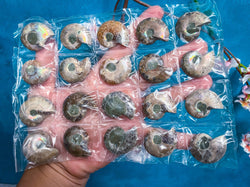 BULK Rainbow Ammonite Fossil Pairs (ONLINE ORDER ONLY)