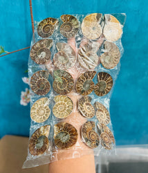 BULK Rainbow Ammonite Fossil Pairs (ONLINE ORDER ONLY)