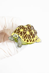 Indian Star Tortoise Enamel Pin (Geochelone elegans)