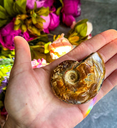 Fire Ammonite Shell Fossil, Fire Ammonite, Fossil Decor, Natural Art,Decorative Fossils, Ammonite Fossil (ONLINE ORDER ONLY)