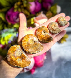 Fire Ammonite Shell Fossil, Fire Ammonite, Fossil Decor, Natural Art,Decorative Fossils, Ammonite Fossil (ONLINE ORDER ONLY)